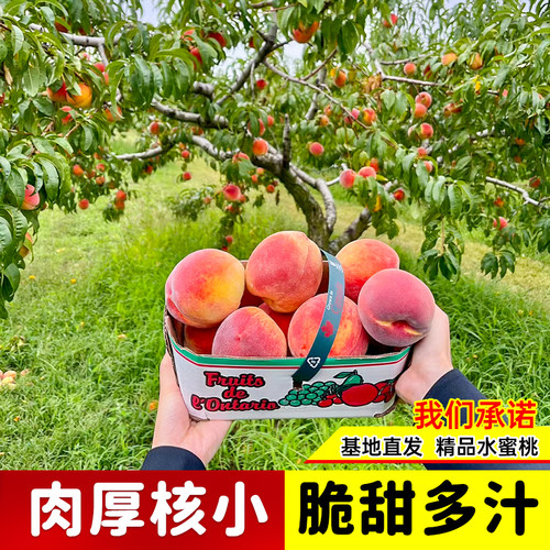 精品水蜜桃树果苗嫁接桃树苗黄桃树苗当年结果南北方种植带土带叶 - 图2