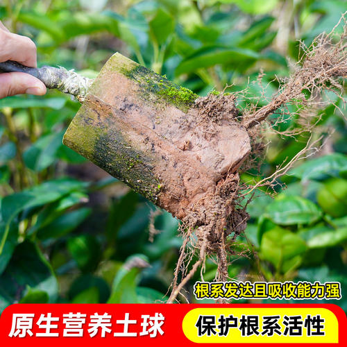 嫁接桂花梨树苗盆栽地栽云南红梨带土带叶甜脆多汁四季可种沙梨苗 - 图0