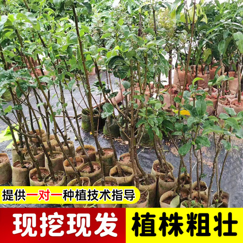 嫁接桂花梨树苗盆栽地栽云南红梨带土带叶甜脆多汁四季可种沙梨苗 - 图1