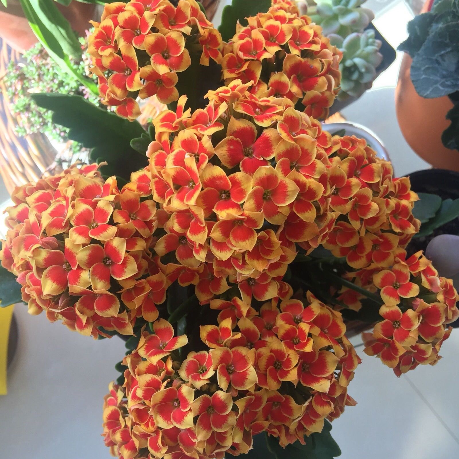 长寿花稀有品种单瓣重瓣长寿花盆栽带花苞阳台皮实好养四季开花植