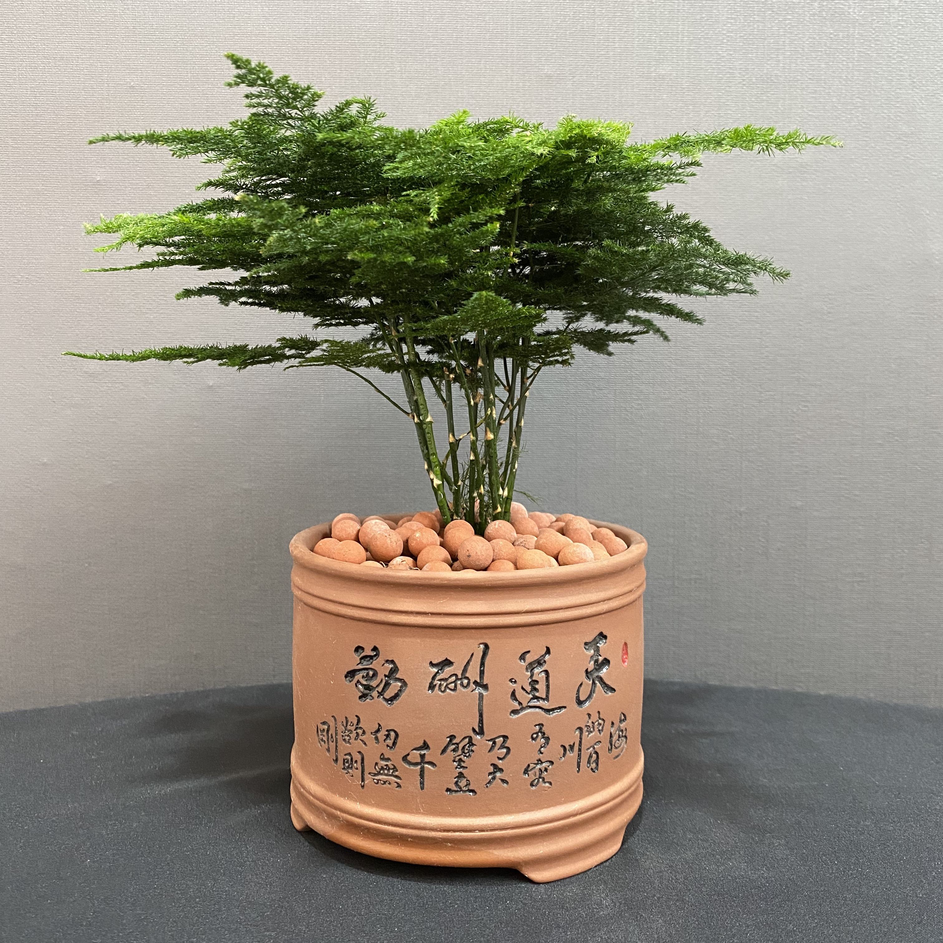 唐山云竹盆栽矮生云竹文竹小盆景办公室内好养绿植四季常青植物.