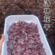 Xiangli Arong Dried Roselle Chaoshan Roselle Preserved Dried Roselle Healthy Sulfur-free Good Ready-to-eat Sweet and Sour