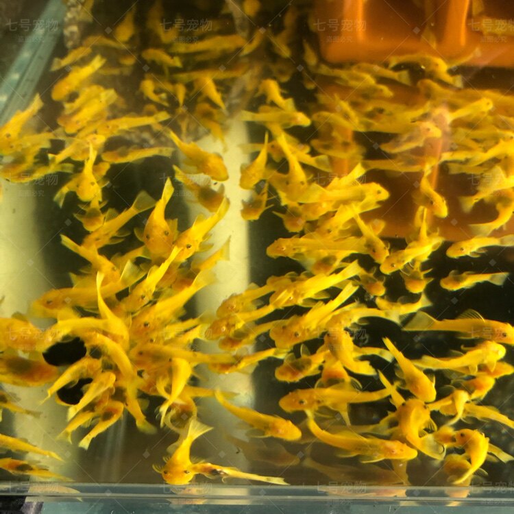 黄金胡子鱼清洁鱼缸24K红眼蓝眼底层吸盘热带鱼黄金胡子鱼  饲料 - 图3
