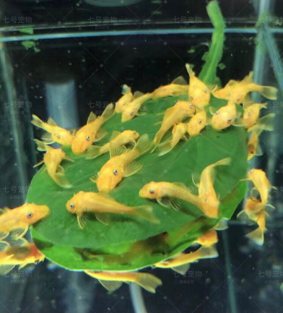 黄金胡子鱼清洁鱼缸24K红眼蓝眼底层吸盘热带鱼黄金胡子鱼  饲料 - 图2