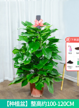 绿萝柱盆栽室内吸甲醛客厅净化空气办公室大叶绿植好养大型植物