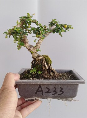 办公桌绿植盆栽摆件桌面树桩室内开花净化空气小叶福建茶盆景新款