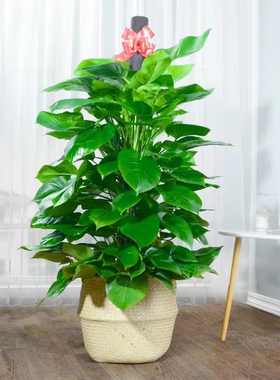 大型绿植室内客厅办公室盆栽大叶长藤绿萝柱除甲醛净化空气好养活