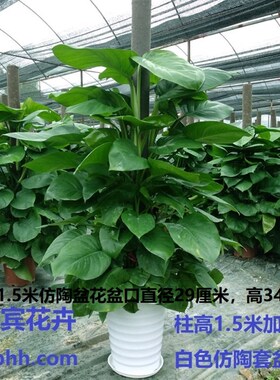 大叶绿萝立柱绿萝包邮大型室内植物常青盆栽绿植养眼环保净化空气