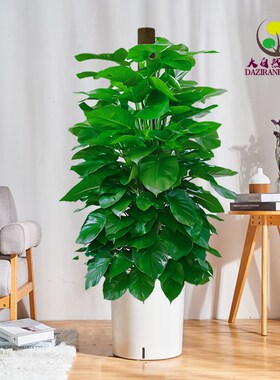 大叶绿萝柱盆栽办公室内客厅大型绿植除甲醛净化空气四季好养绿萝