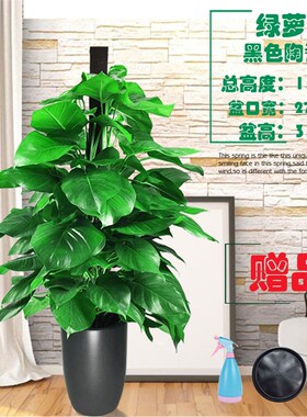 大叶绿萝柱盆栽客厅室内办公室净化空气吸甲醛大绿箩柱绿植物包邮
