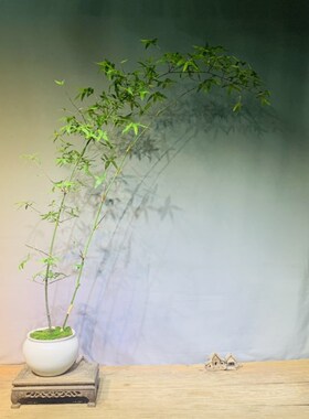 文人小叶簕竹办公室茶台客厅庭院种植室内外绿植盆景一物一图