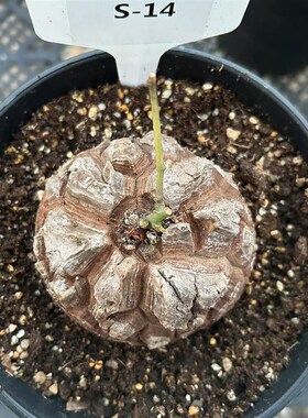 S南非龟甲龙室内易养多肉块根盆栽盆景 裂甲龟 黑甲龟 九年老店