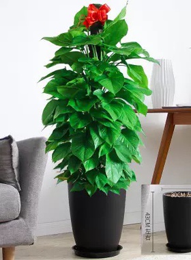 绿箩柱净化空气新房除甲醛大叶绿植盆栽室内耐阴好养植物送货深圳