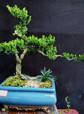 黄杨盆景室内外绿植办公室内外小型微型茶桌台面小盆栽迎客松好养