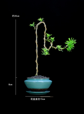 小叶雀舌罗汉松造型文人树盆景植物室内盆栽绿植玄关软装艺术装饰