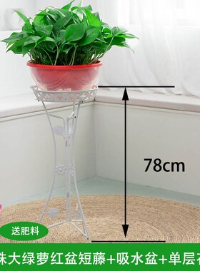新疆包邮大盆绿萝除甲醛绿箩盆栽花储水盆水培花卉室内吸甲醛植物