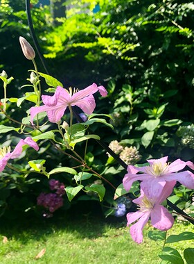 心形花架爬藤架铁线莲蓝雪花铁艺爬架茉莉棒棒糖造型2套包邮