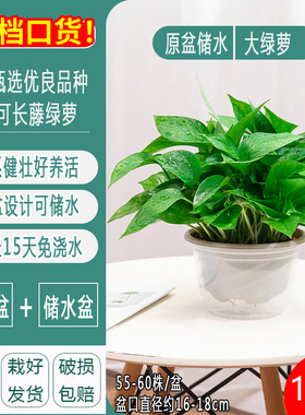 新房绿萝盆栽吸除甲醛绿植净化空气花卉水培家用绿箩植物室内好养