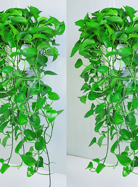 绿萝盆栽室内植物垂吊大盆绿植花卉吸甲醛花大叶长藤水培客厅绿箩