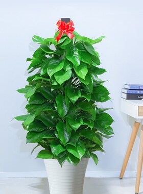 大型绿萝绿箩客厅盆栽绿植办公室室内客厅吸甲醛大叶同城配送大