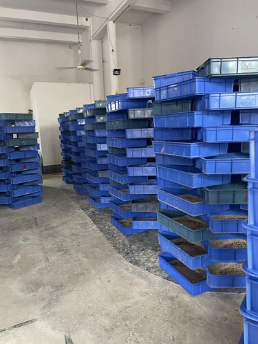 大麦虫活虫包邮面包虫黄粉蛋白鲜活虫子龙鱼八哥鸟食活体钓鱼饲料 - 图1