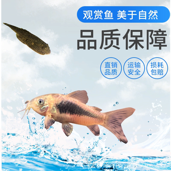 老鼠鱼清道夫底栖清洁工具鱼小型观赏鱼活体金苔鼠除藻吃垃圾青苔-牌子网
