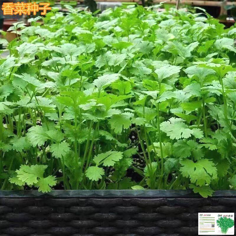 四季小香菜种子阳台室内花卉盆栽庭院蔬菜种子四季种植香菜籽种子