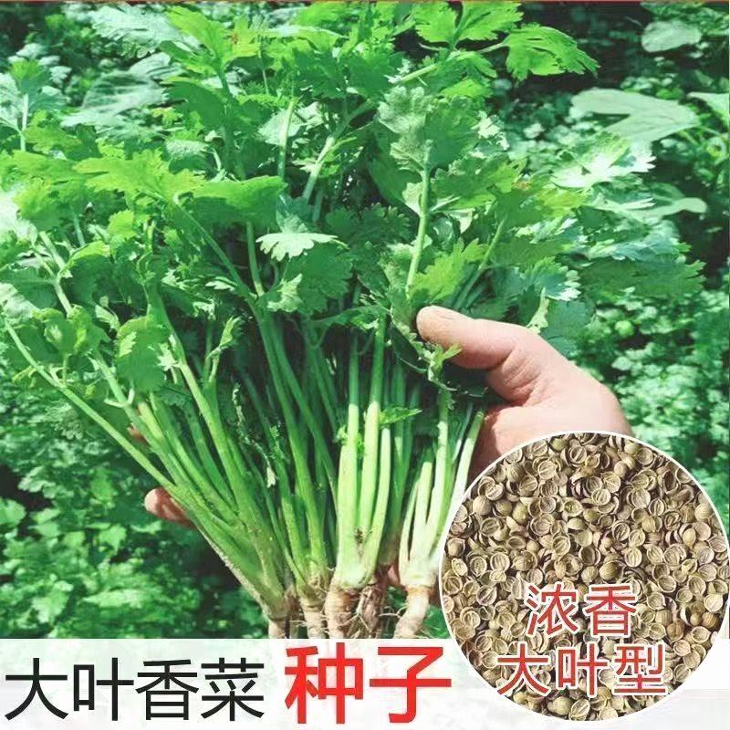 四季小香菜种子阳台室内花卉盆栽庭院蔬菜种子四季种植香菜籽种子
