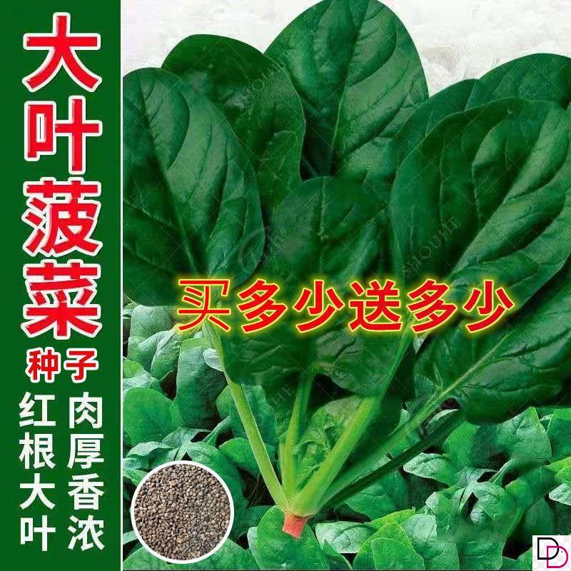 大叶菠菜种籽四季蔬菜秋冬籽种阳台种籽耐热菜种盆栽菠菜孑菜种子 - 图0