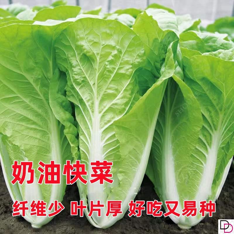 四季奶油快菜种子小白菜菜籽早熟耐热20天速生快菜种孑阳台蔬菜籽 - 图0