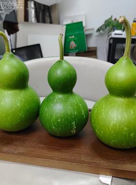 通用型家用新文鲜好皮葫翠绿青葫芦福禄果玩观赏吉祥运芦南云基地