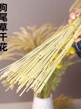 狗尾巴草干花客厅家居桌面摆件