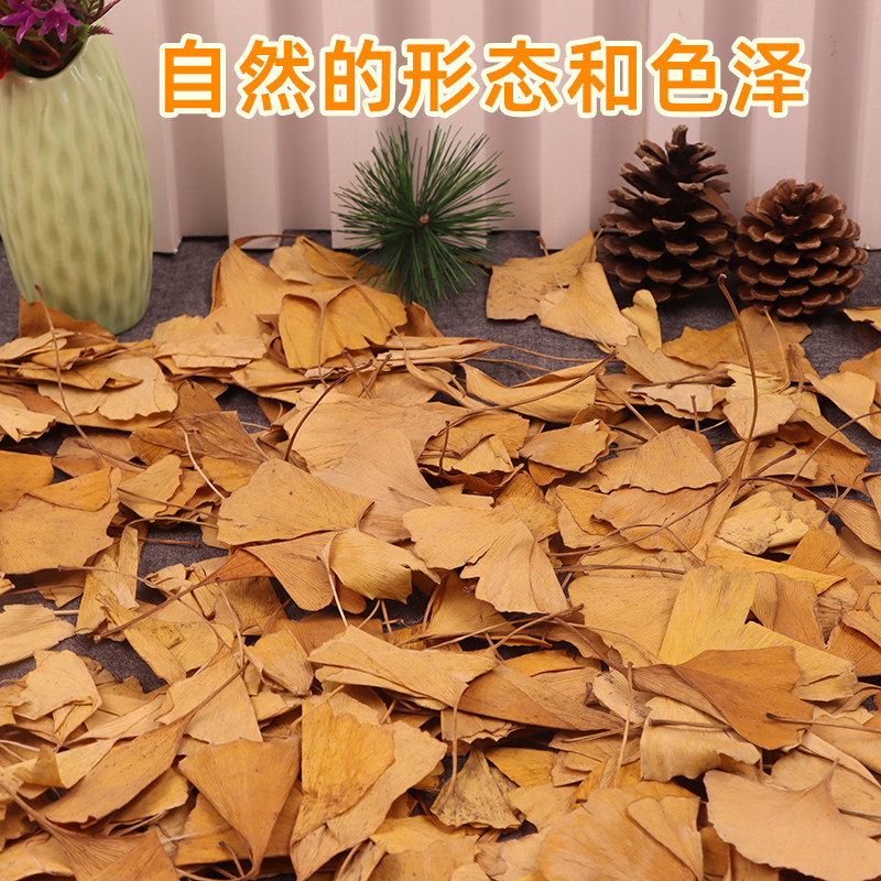 银杏树叶落叶标本秋天树叶真枯叶装饰秋收落叶贴画干树叶手工叶子