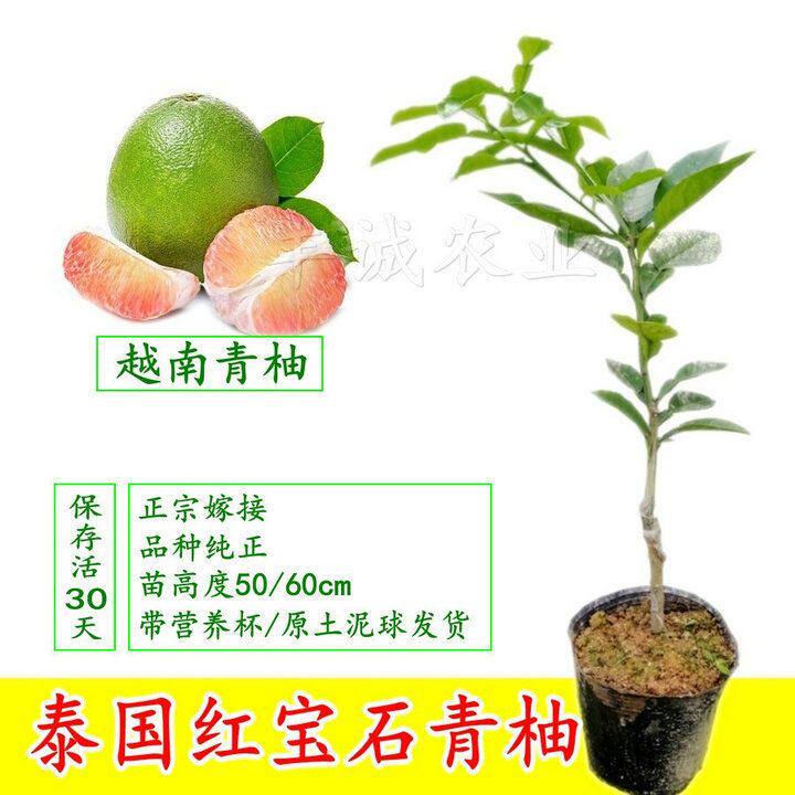 柚子树苗嫁接苗 新人首单立减十元 21年8月 淘宝海外