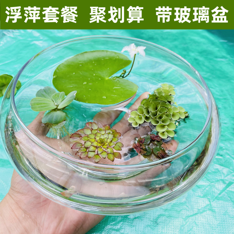 浮萍水草鱼缸造景水上植物一叶莲肚兜萍水牡丹活体水培净化水质 - 图0