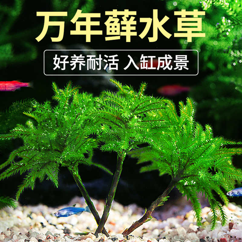 垦海人万年藓水草小型生态鱼缸造景水草植物水培雨林缸迷你微景观