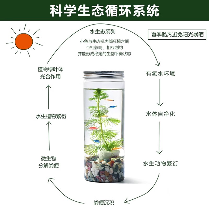 初中生物生态瓶diy材料自循环微景观科学作业生态玻璃鱼缸免打理 - 图2