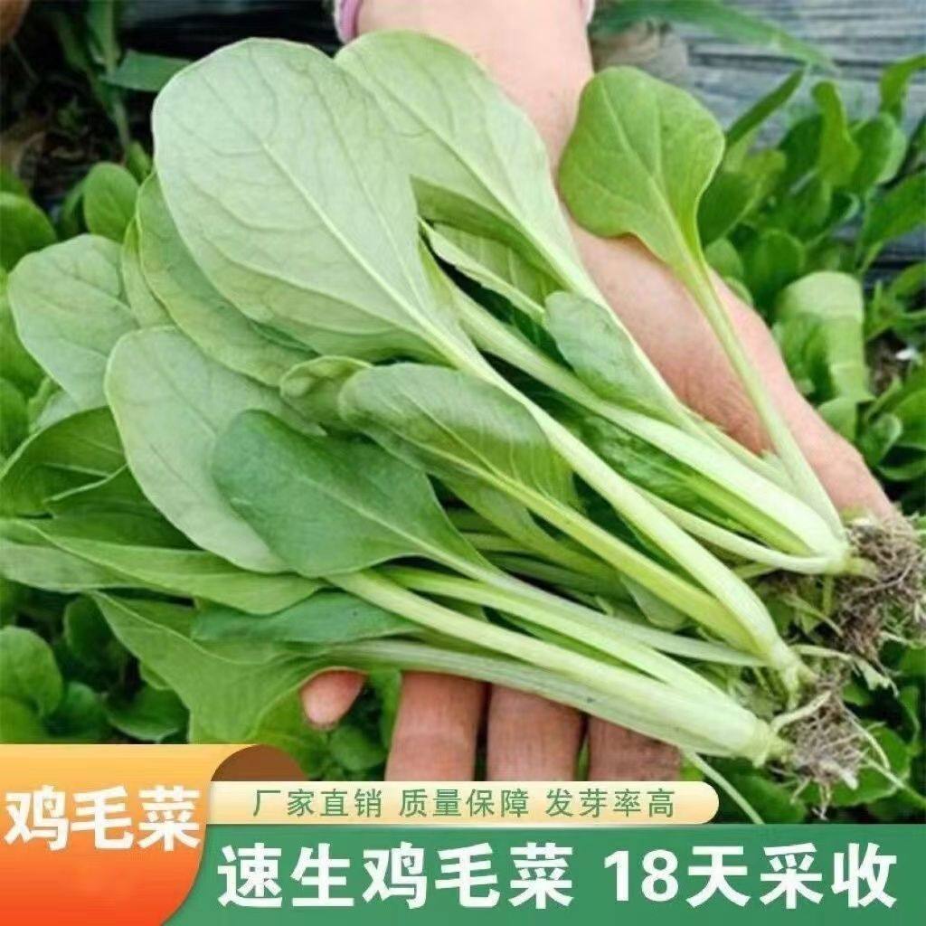 速生鸡毛菜种子小油菜小白菜生长快易种植盆栽阳台庭院耐热抗寒,淘宝优惠券,粉丝福利购,淘宝优惠卷