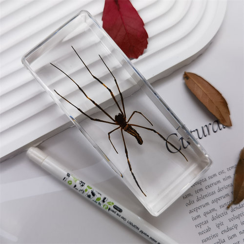 真特大号昆虫琥珀标本室内桌面摆件书镇儿童玩具生日礼物蝎子蜘蛛 - 图2