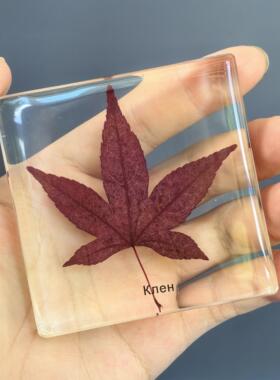 真实植物标本树脂干花教学收藏