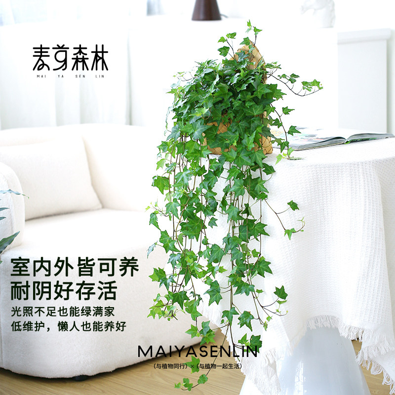 枫叶爆款丨常春藤爬藤垂吊绿植观叶春季精选四季生长常青枝条花园,淘宝优惠券,粉丝福利购,淘宝优惠卷
