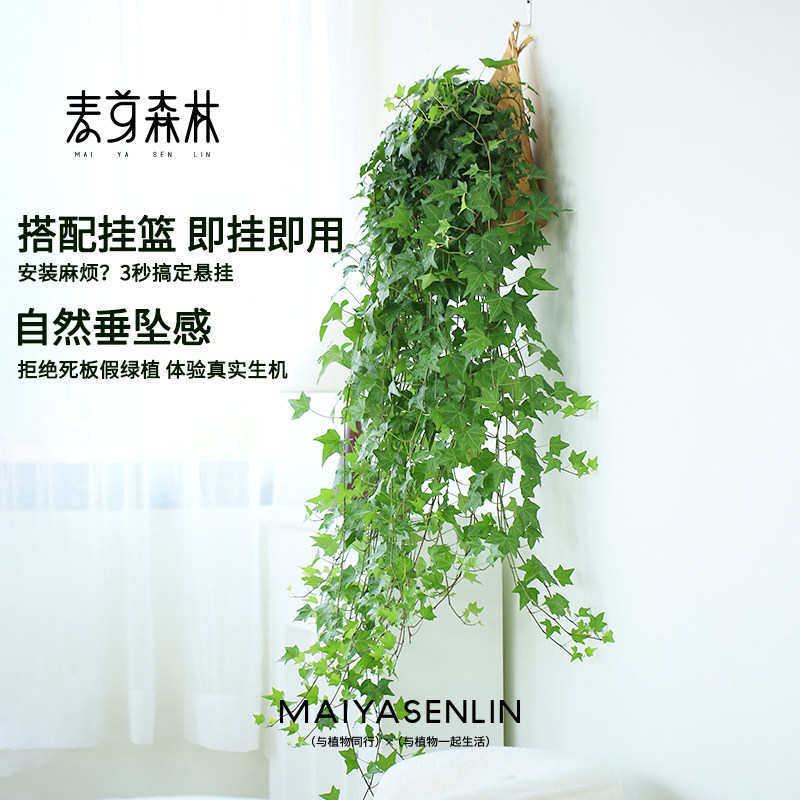 枫叶爆款丨常春藤爬藤垂吊绿植观叶春季精选四季生长常青枝条花园,淘宝优惠券,粉丝福利购,淘宝优惠卷