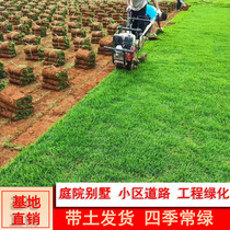 Turf Real Lawn With Mud Patio Garden Garden Taiwan Grass Manila Four Seasons Green Drought Resistant Stampede Engineering Greenery