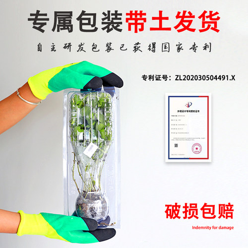茄子苗线茄绿长茄鸡蛋茄圆茄子白长茄烧烤秧四季盆栽蔬菜秧苗菜苗 - 图3