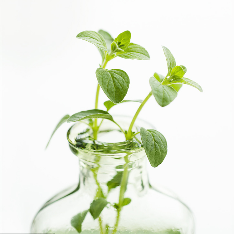 鼠尾草苗藿香牛至马郁兰甜叶菊香妃草苗盆栽食用香草种苗孑种子籽-图3