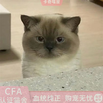 Focus color English short net red cat coal boss bag face digging coal worker pure breed young cat Mankikang pet cat living cat