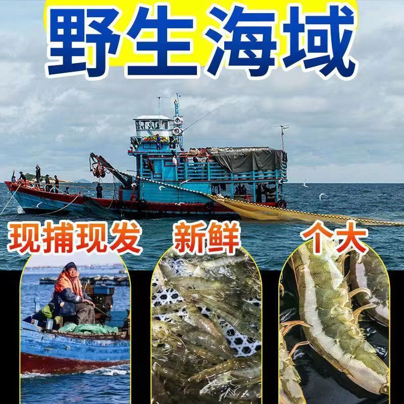 青岛大虾鲜活速冻海虾白虾对虾大虾新鲜海捕大虾海鲜非基围虾商用