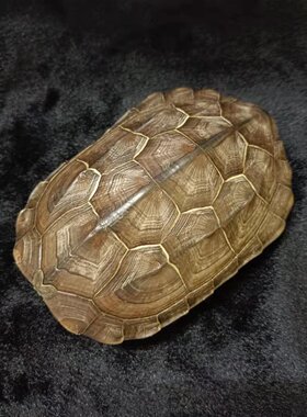 天然乌龟壳客厅桌面中式