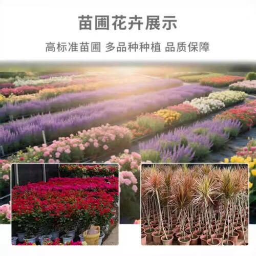 水果秋葵苗耐旱大苗带土菜苗红绿秋葵蔬菜种苗黄秋葵种子籽幼苗秧 - 图3