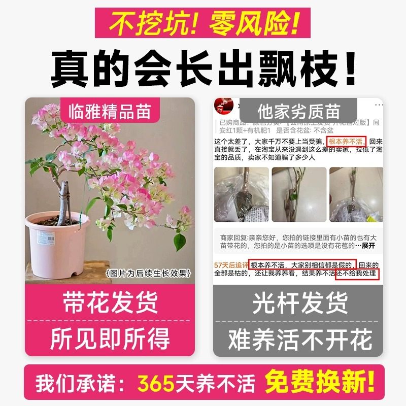 重瓣三角梅盆栽带花树苗飘枝室内阳台庭院老桩四季开花爬藤花卉,淘宝优惠券,粉丝福利购,淘宝优惠卷